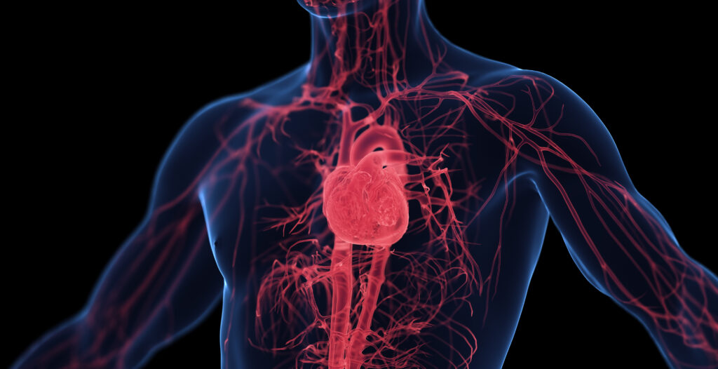 Circulation and Arterial Stiffness